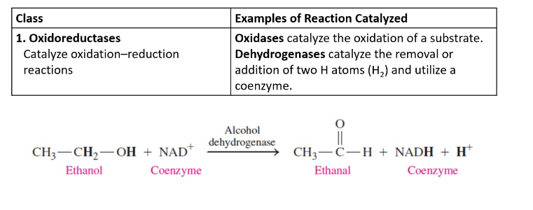 <ul><li><p>catalyze oxidation-reduction reactions</p></li><li><p>gain of O, loss of H</p></li></ul>