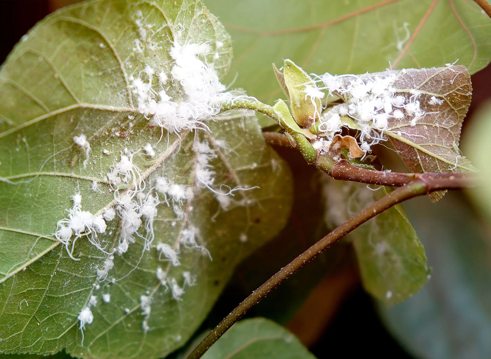 <p>Mealybugs</p>