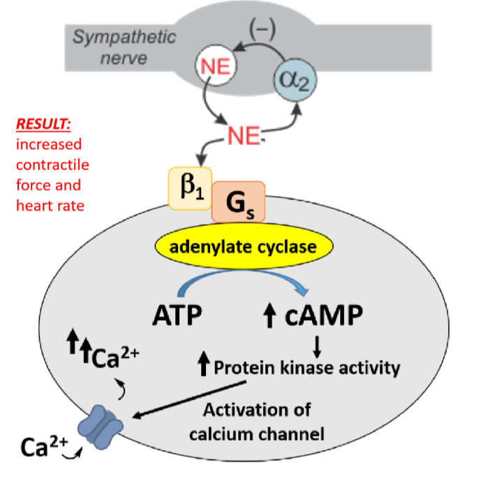 <p>Resides mostly on cardiac tissue</p><p></p><p>Activates adenylate cyclase → increased concen of cAMP → increased protein kinase activity → phosphorylation of calcium channels →increased influx of calcium → increases association between actin and myosin→ increases contractive force and heart rate</p><p></p><p>Result: increased heart rate and contractile force</p>