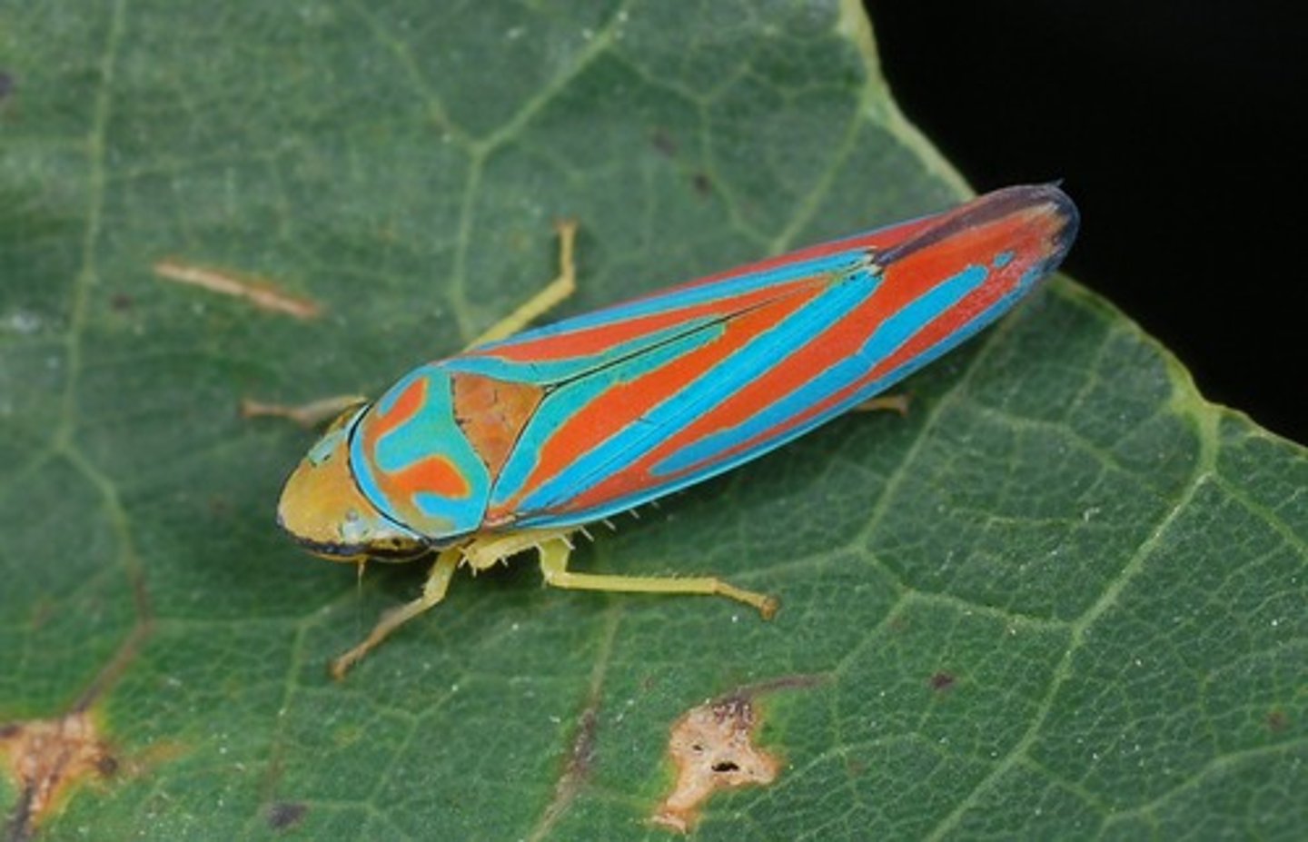 <p>Leafhoppers</p>