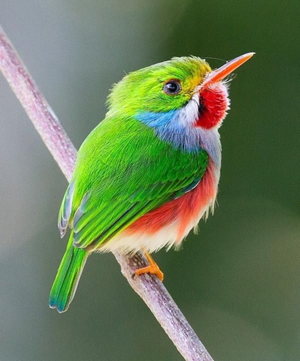 <p>Coraciiformes Todidae</p>