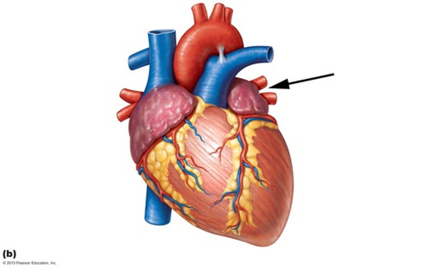 <p>Description: Vessels bringing high oxygen blood from the lungs to the left atrium</p><p>Relationship: Carries oxygenated blood back to heart</p>
