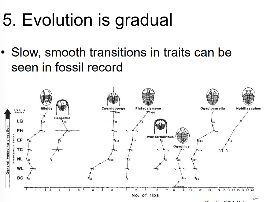 <p>gradual</p><ul><li><p>seen in fossil records </p></li></ul><p></p>