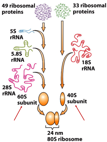 <p>s value for large ribosomal subunit</p>