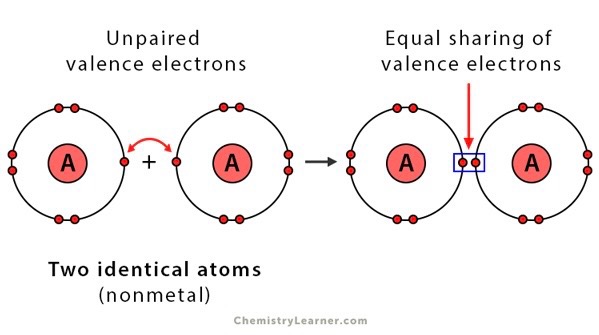 <p>A molecule in which the electrons are shared equally between atoms in the chemical bond</p>