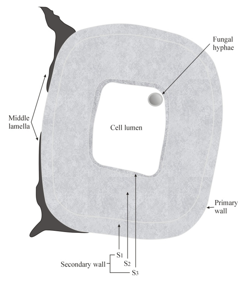 <p>Simultaneous or Lignin-selective rot. Simultaneous: adhere to S3 and begin to eat away at S2, attack on all cell layers leaves little behind. Lignin-selective: attack lignin-rich middle lamella.</p>
