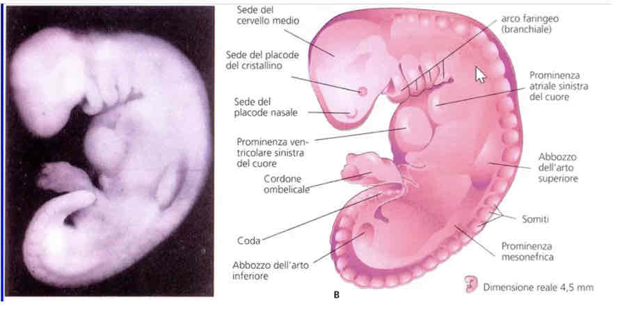 <p>Descrivi l’embrione alla 5/6 settimana</p>