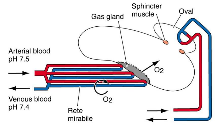 <p>• Arises from the ancestral Actinopyterygian lung</p><p>• In O2 rich water lungs are converted into a buoyancy organ that can also take up O2 (so still a lung as well)</p><p>• Contains 80% O2: Secreted into swim bladder from gas gland, against pressure gradient</p><p>• Walls prevent diffusion</p>