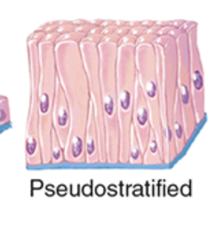 <p>appears to have multiple layers of cells because the cell nuclei lie at different levels and not all cells reach the apical surface. </p>