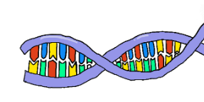<p>double-helix structure/shape.</p>
