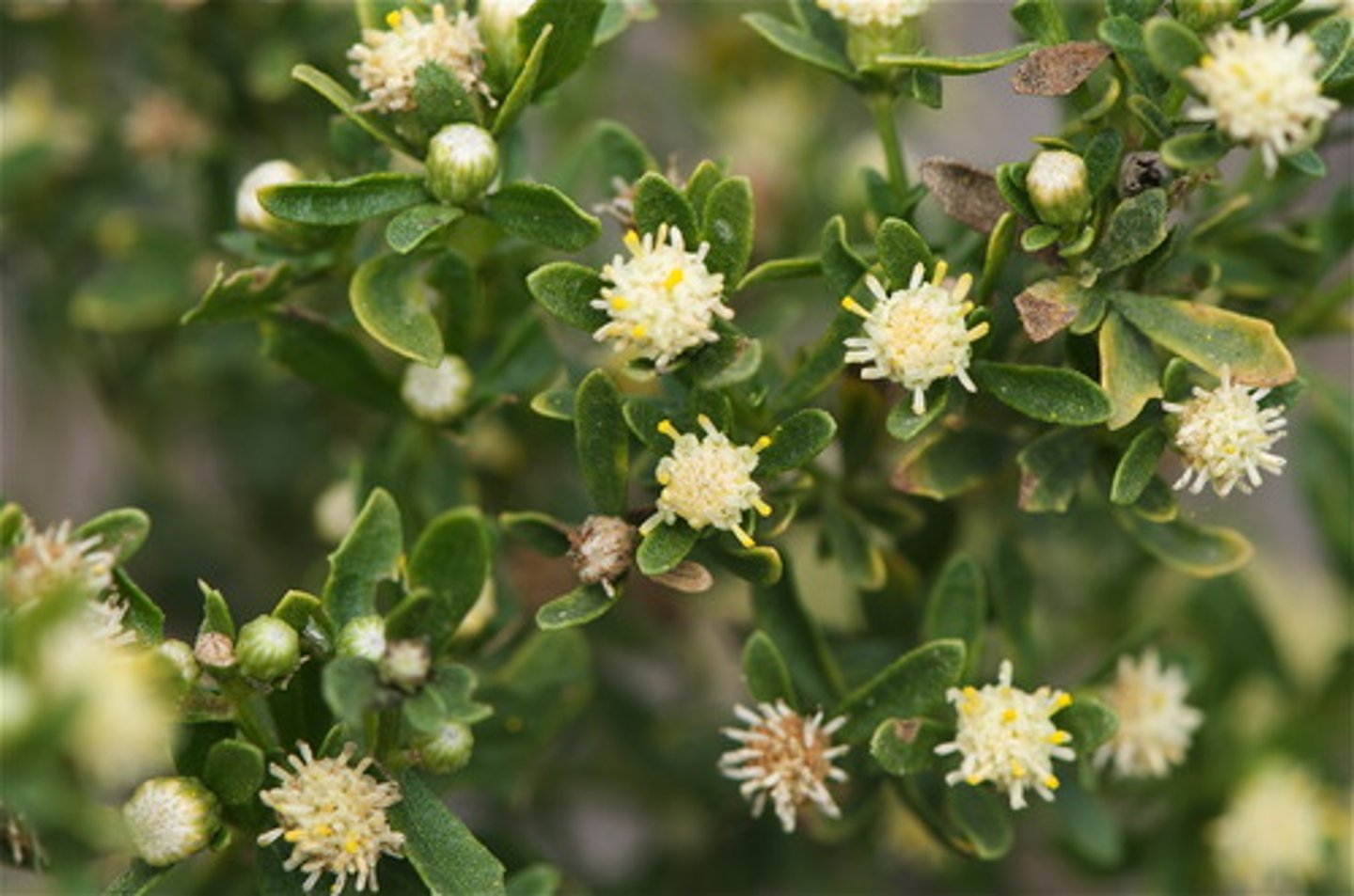 <p>Baccharis pilularis (asteraceae)</p>