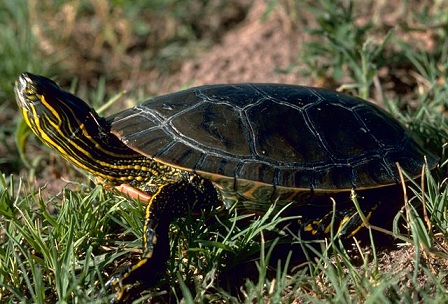 <p>Emydidae</p>