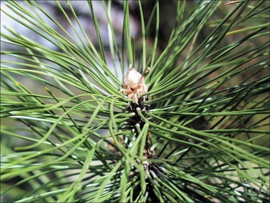 <p>Hard pine, 2 needles per group, flattened needles fairly long and sometimes twisted, dense foliage, dark colored bark, large white resinous terminal buds, unarmed umbos on cone scales&nbsp;</p>