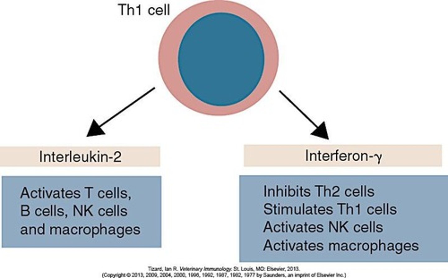 <p>IL-2 is a key cytokine that promotes T cell proliferation and survival.</p>