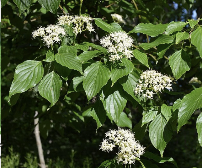 <p>alternate leaf dogwood</p>