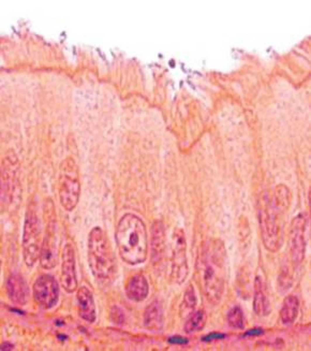 <p>Identify this specific tissue type.</p>