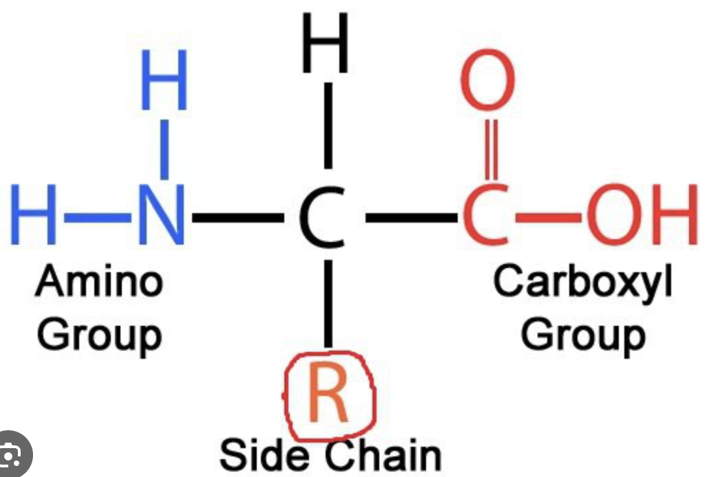 <ul><li><p>BACKBONE</p><ul><li><p>amino group</p></li><li><p>central/alpha carbon</p></li><li><p>carboxyl group</p></li></ul></li><li><p>SIDE CHAIN</p><ul><li><p>R group</p></li></ul></li></ul><p>humans use 20 different amino acids - 11 are synthesized metabolically - 9 are obtained through diet (essential amino acids)</p>