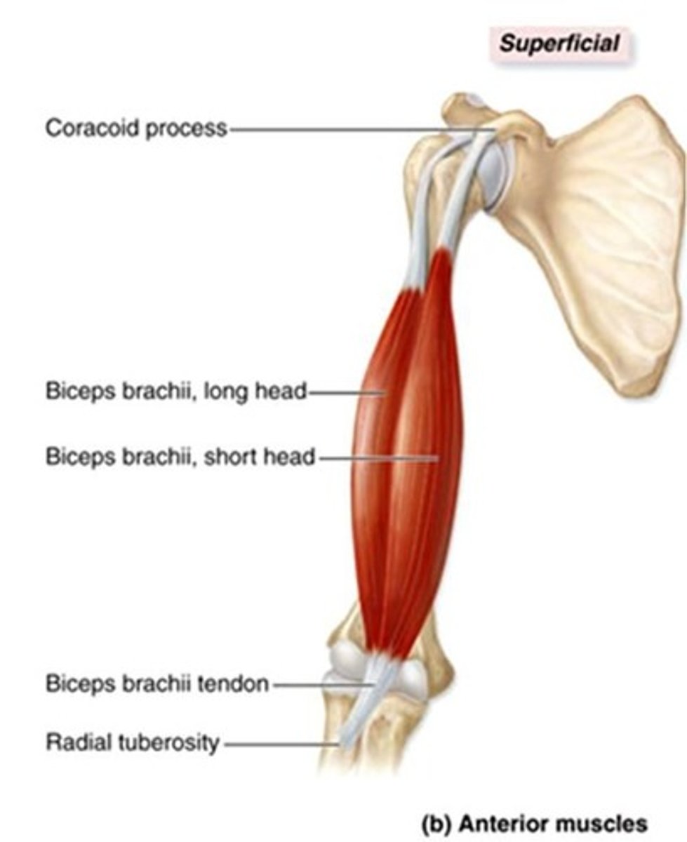 <p>Short heat: coraCoid process of scapula</p><p>Long head: superior to glenoid cavity on scapula.</p>