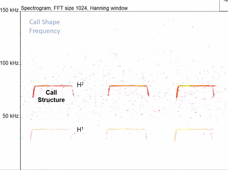 <p>More energy is exerted into the second harmonic, sometimes the fundamental is absent. </p>