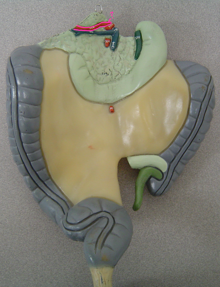 <p>what blood vessel is this? (in pink)</p>