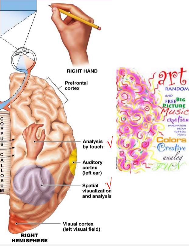 <p>analysis by touch (textures), spatial visualization and analysis (reading a map)</p><p>associated with art, music, creativity, etc.</p>