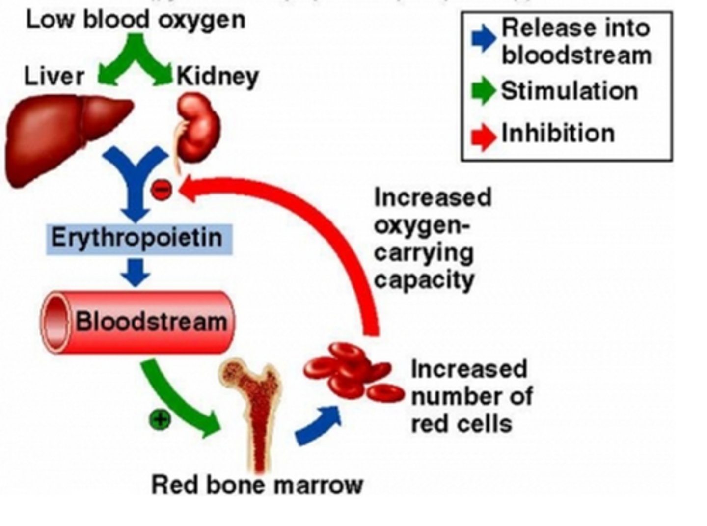 <p>Erythropoietin (EPO), a colony-stimulating factor synthesized in the kidneys</p>
