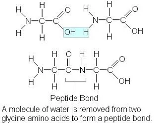 <p>Which macromolecule is represented below?</p>