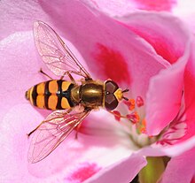 <ol><li><p>Spurious vein in wing bisects r-m crossvein</p></li><li><p>Many are bee mimics</p></li></ol><p></p>