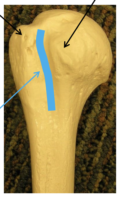 <p>The image presents an anterior view of the proximal</p>