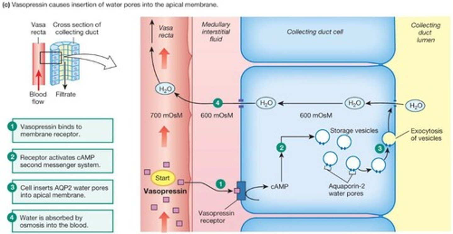 <p>Vasopressin (ADH) regulates water reabsorption in the collecting duct.</p>
