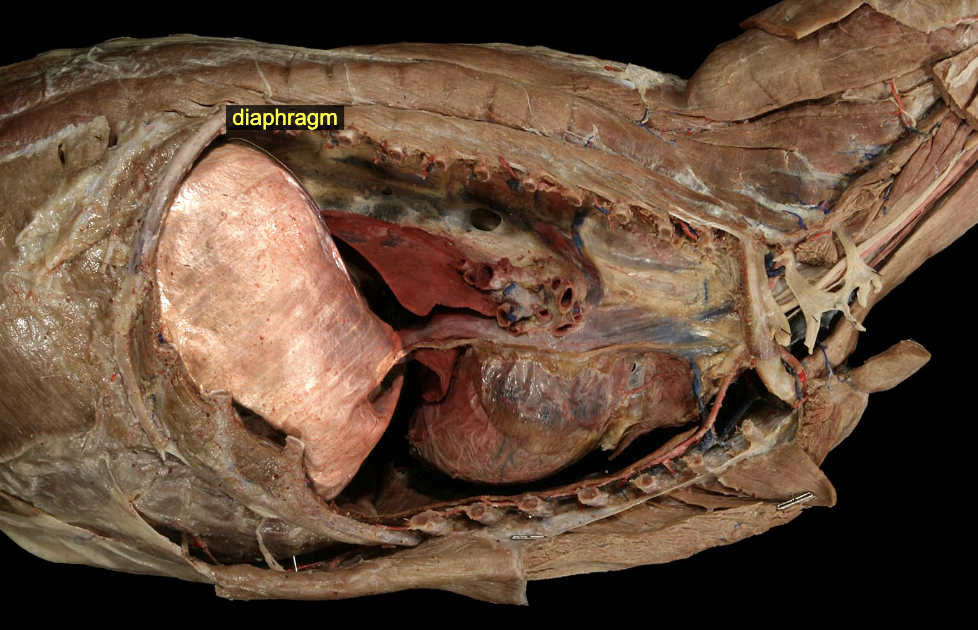 <p>Diaphragm</p>