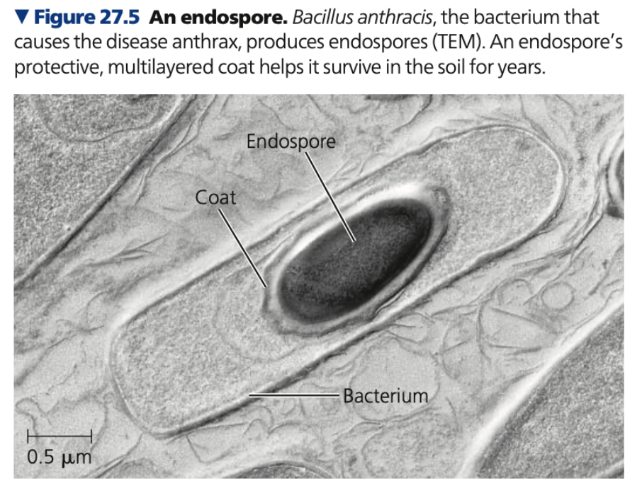 Endospore Process
1. Original cell produces a copy of its _________ and surrounds that copy with a __________ structure which forms it
2. ____ is removed from endospore and its _________ halts
3. Original cell ____ and releases the endospore