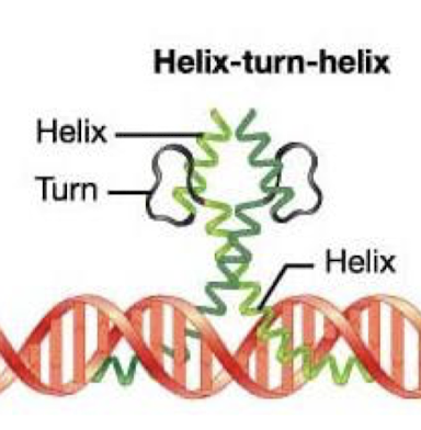 <p>Eukaryotes call them homeodomain (HD) proteins, which are 60-amino acid HTH structure and are very highly conserved. They often recognize asymmetric DNA sequences.</p>