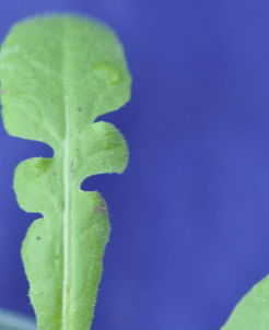 <p>Sheperd’s-purse (Brassicaceae)</p>