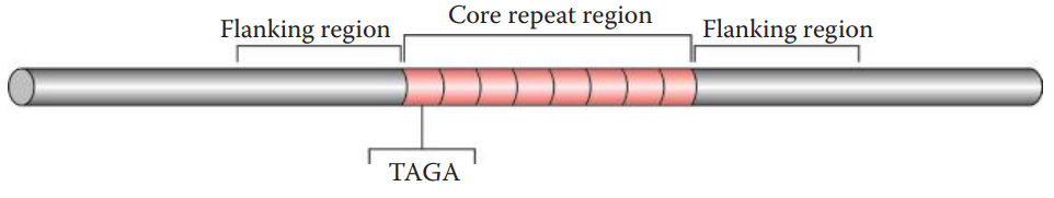 Core repeat and flanking regions of CSF1PO STR locus. It consists of eight repeating units of tetrameric nucleotides (TAGA); thus, it is designated as allele 8.