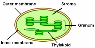 <p>The dense fluid within the chloroplast surrounding the thylakoid membrane and containing ribosomes and DNA; involved in the synthesis of organic molecules from carbon dioxide and water. </p>