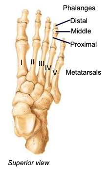 <p>big toe, digit 1; has only 2 phalanges (proximal and distal)</p>