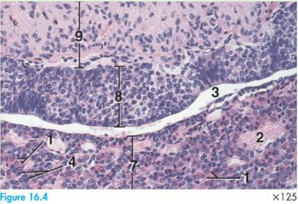 <p>9 pars nervosa</p><p>8 pars intermedia</p><p>3 cavity of Rathke's pouch</p><p>2 blood vessel</p><p>7 pars distalis </p>
