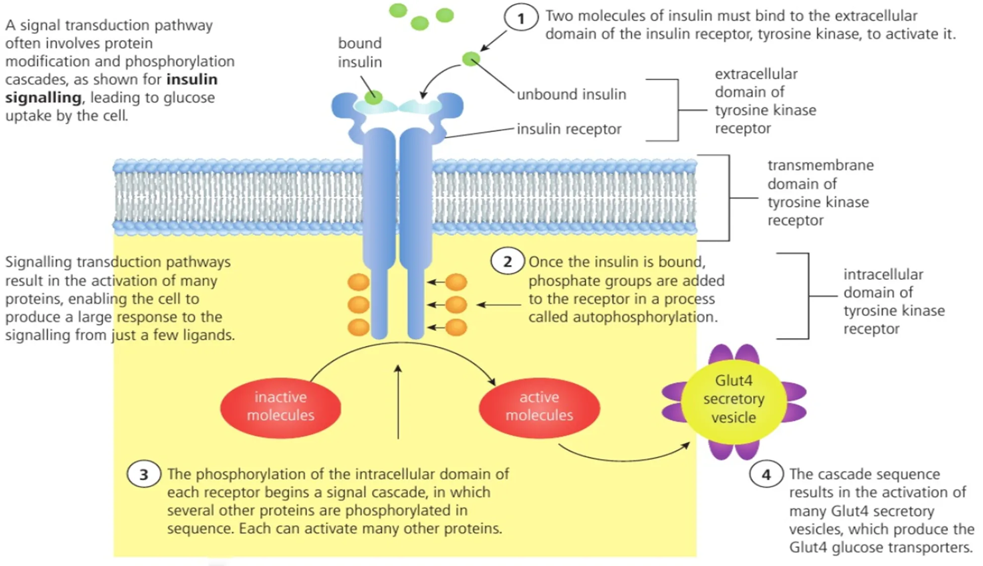 <ul><li><p>tyrosine kinase.</p></li><li><p>Like other enzymatic receptors, it is a single-pass protein and consists of three domains, the extracellular domain, the transmembrane domain and the intracellular domain.</p></li><li><p>This receptor occurs in pairs.</p></li><li><p>The transmembrane domain passes through a cell membrane only once.</p></li><li><p>The extracellular domain binds with the hormone called insulin (the ligand).</p></li><li><p>When insulin binds with tyrosine kinase, the intracellular domain acts as a kinase.</p></li><li><p>A <strong>kinase</strong> is an enzyme that catalyses the transfer of a phosphate group from ATP to another substance (the other substance becomes <strong>phosphorylated</strong>).</p></li><li><p>In this case the intracellular domain of each tyrosine kinase receptor is phosphorylated inside the cell.</p></li><li><p>This leads to a sequence of reactions ending with glucose transporter vesicles such as Glut-4 moving towards the cell membrane and glucose uptake from the bloodstream.</p></li></ul><p></p>