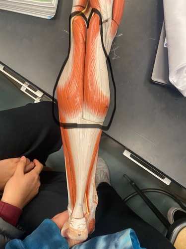<p>Knee and plantar flexion</p>