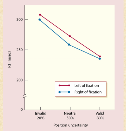 <p>spatial awareness alters neural processing speed. </p>