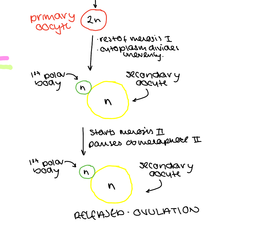 <ol><li><p>primary oocyte undergoes rest of meiosis 1 and the cytoplasm divides unevenly</p><p>•a secondary oocyte and a 1st polar body are formed</p></li></ol><p></p><ol start="2"><li><p>Secondary oocyte and 1st polar body undergo meiosis 2 but stop at metaphase 2</p></li></ol><p></p><ol start="3"><li><p>Secondary oocyte and 1st polar body released from ovary in ovulation</p></li></ol>
