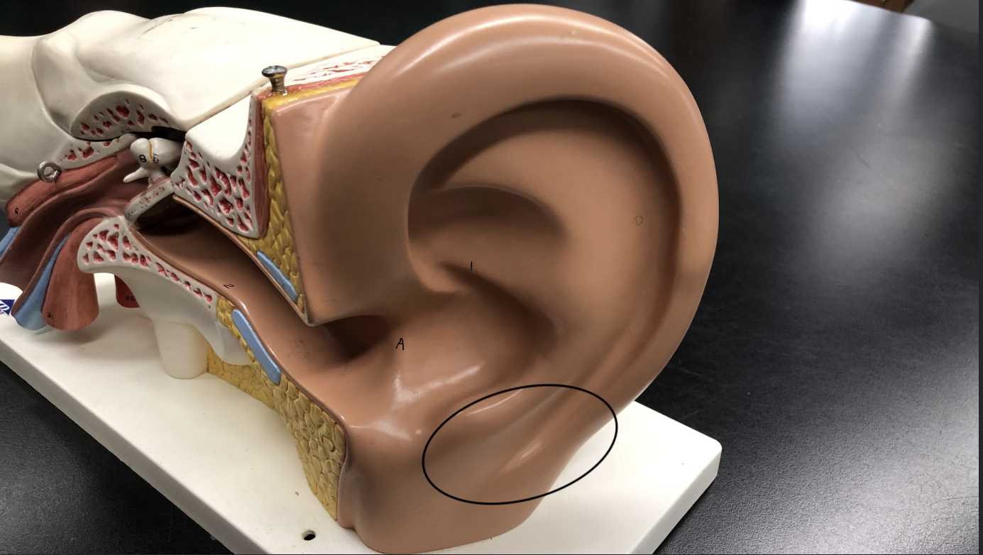 <p>what is this part of the ear? </p>