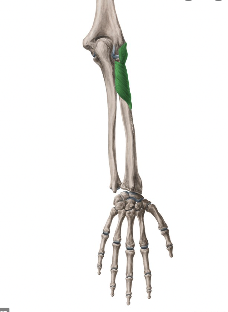 <p>origin : humerus and ulna insertion : proximal end of radius</p>