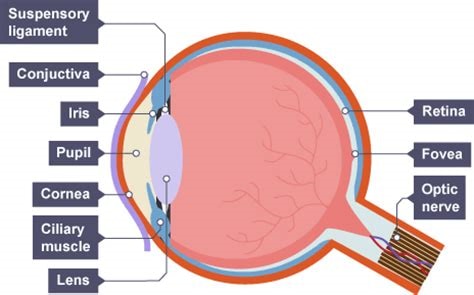 <p>what is the function of the cornea</p>
