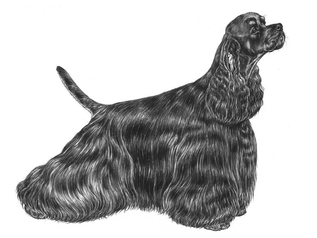 <p>Amerikansk cocker spaniel</p>