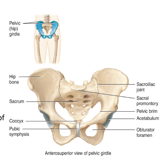 <ol><li><p>the sacroiliac joint</p><ul><li><p>a synovial joint</p><ul><li><p>have fluid and reinforcement</p></li><li><p>meant for joints with lots movements</p></li></ul></li></ul></li><li><p>the public symphysis</p><ul><li><p>joins the two pubic bones</p><ul><li><p>2 bones when they mate in the middle</p></li></ul></li><li><p>formed from cartilage</p><ul><li><p>avascular</p></li></ul></li></ul></li><li><p>the acetabulum</p><ul><li><p>the socket that articulates with the head of the femur (upper leg bone)</p><ul><li><p>the hip bone</p></li></ul></li><li><p>a synovial joint</p><ul><li><p>ball and socket</p><ul><li><p>free range of motion</p></li><li><p>fluid filled</p></li></ul></li></ul></li></ul></li></ol><p></p>