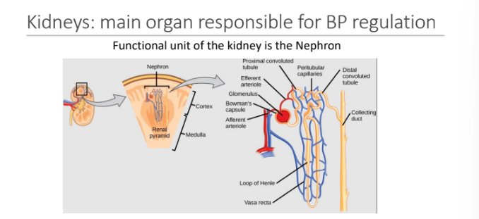 <p>kidney</p><ul><li><p>functional unit of the kidney is the Nephron </p></li></ul><p></p>