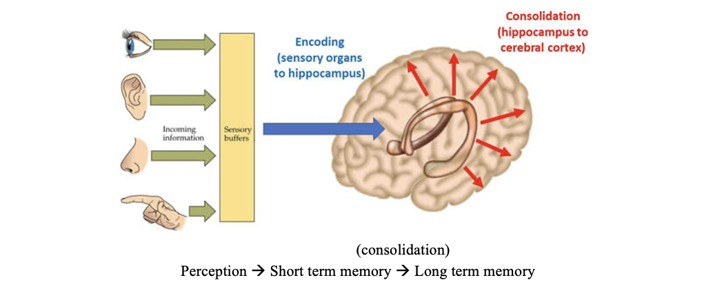 <p>hippocampus contribution to episodic memory formation</p>