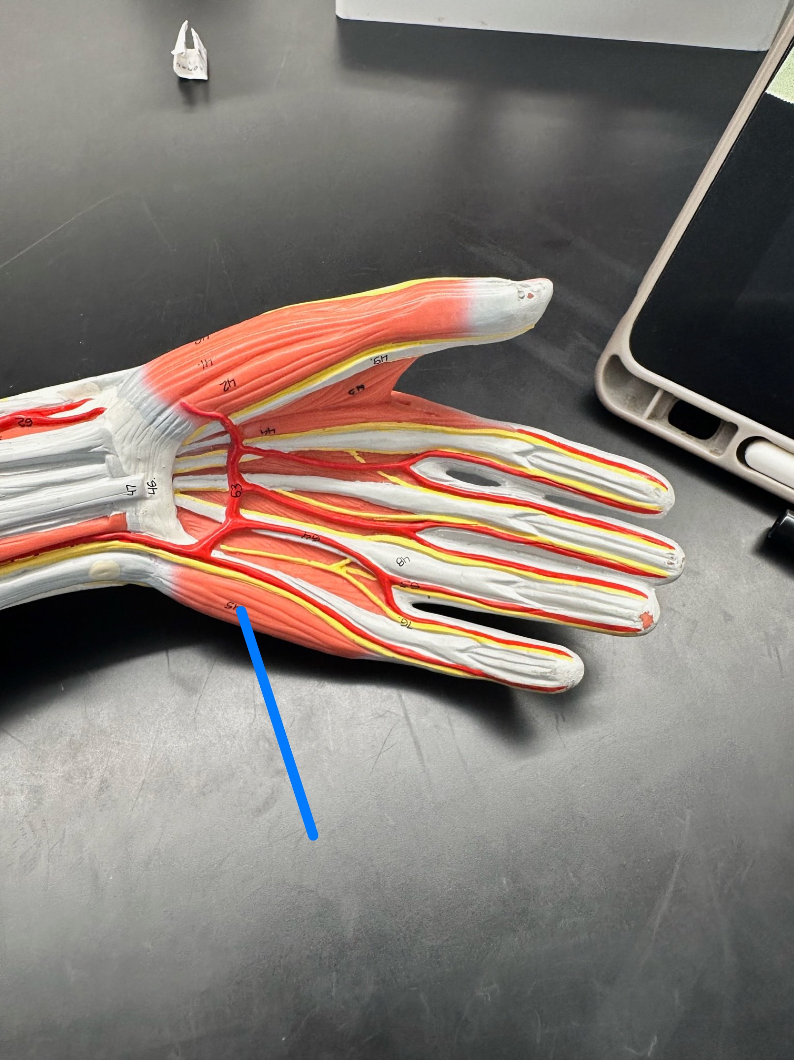 <p>ID muscle</p>